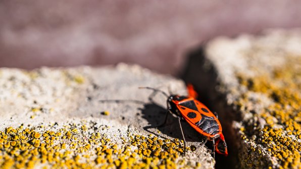 Feuerwanze mit Gendefekt