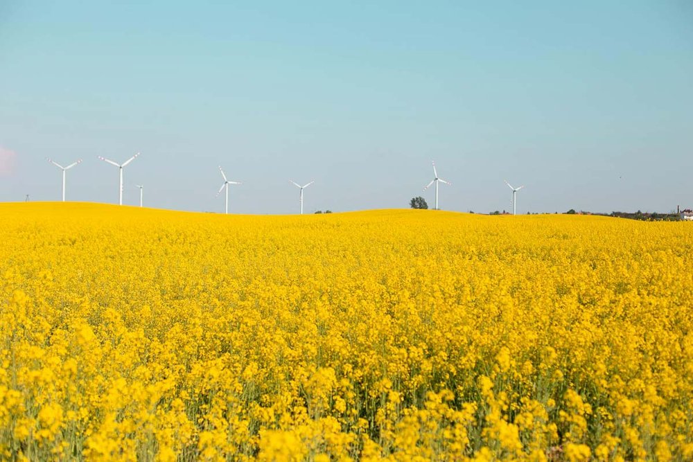 Windräder am Horizont vor einem gelb blühenden Feld